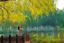 麻豆av传媒在线播放-麻豆，这个光与影的交汇点